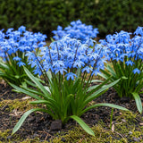 Green boutiQ - Bloembollen - Scilla Siberica - Kleur Paars - 50 stuks - Bolmaat 7/8 - XXL Pack
