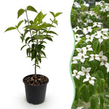 Green boutiQ - Tuinplant - Cornus kousa chinensis - Bloem Wit - 1 Plant - Bladverliezend - Weinig Onderhoud - Pot 12cm Hoogte 35cm