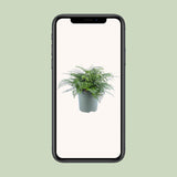 Asplenium Parvati - Ø27cm - ↕50cm