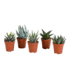 Gasteria/Haworthia mix 5,5cm - zonder pot - 5x