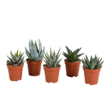 Gasteria/Haworthia mix 5,5cm - zonder pot - 5x