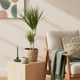 Green BoutiQ - Green is... Kamerplanten - Dracaena Marginata - Drakenbloedboom - Weinig onderhoud - met mand - Groen - 2 Planten - Pot 17cm - Hoogte 70-80cm
