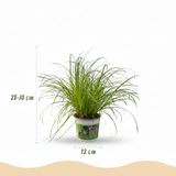 Green boutiQ - Kamerplant - Cyperus alternifolius Zumula - Kattengras - Huisdiervriendelijke Plant - Groen - 1 Plant - met Potter Grijs - Pot 12cm - Hoogte 20cm