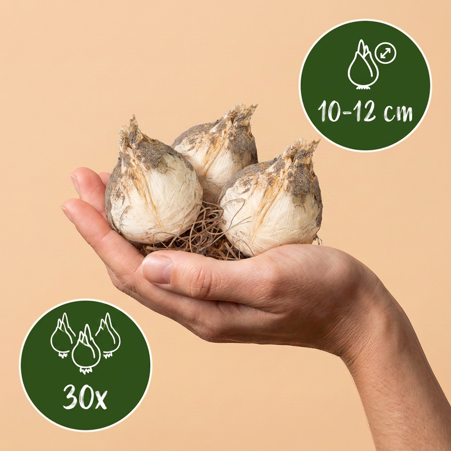 Alliumbollen Christophii — paars, 30 stuks (bolmaat 10/12)
