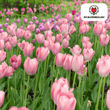 Tulpenbollen Apricot Delight — abrikoosroze tulp, 20 stuks (maat 11/12)