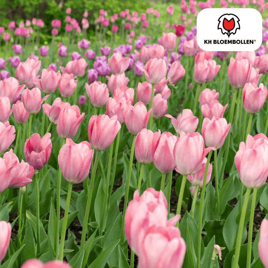 Tulpenbollen Apricot Delight — abrikoosroze tulp, 20 stuks (maat 11/12)