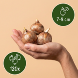 120x Crocus White - Witte krokus - Diversen - Verwilderingsbol - Bolmaat 7/8