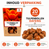 Tulpenbollen Dafeng — oranje tulp, 20 stuks (maat 11/12)