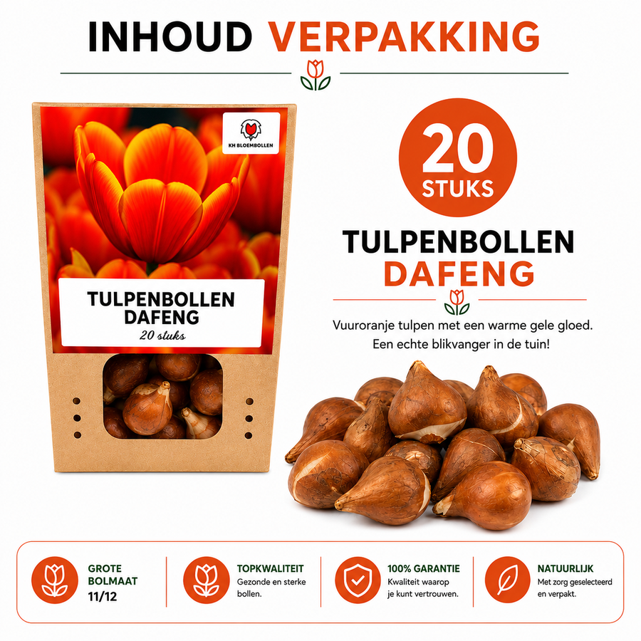 Tulpenbollen Dafeng — oranje tulp, 20 stuks (maat 11/12)