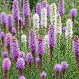 Green boutiQ - Vasteplant - Liatris Duo - Lampenpoetserplant - Bijen- en vlinderlokkers - Roze - Wit - 24 Planten - Pot 11cm - Hoogte 15-25cm