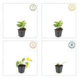 6x Rudbeckia fulgida 'Goldsturm' - ↕10-25cm - Ø9cm