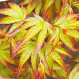 Green boutiQ - Tuinplant - Acer palmatum Little Princess - Groen - 3 Planten - Bladverliezend - Weinig Onderhoud - Pot 12cm Hoogte 35cm