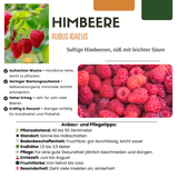 "Vruchtenparadijs" BIO Fruitplanten mix set van 4 verschillende soorten