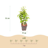 Green boutiQ - Haagplanten - Carpinus betulus -blad groen - 6 planten - 1 strekkende meter - bladverliezend - pot 17cm hoogte 55cm