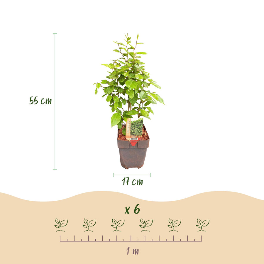 Carpinus betulus — Haagbeukhaag, 6 planten (1 strekkende meter), 55 cm