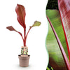 Green boutiQ - Fruitplant - Musa ensete Maurelli - Bananenboom - Winterhard - Rood-Groen - 1 Planten - Pot 21cm - Hoogte 90cm