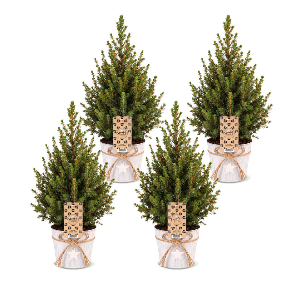 Set van 4 – Pot Ø17 cm · 65 cm hoog · Kegelspar kerstboom · met zinken pot (foto 2)