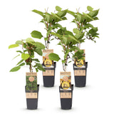 Green boutiQ - Fruitplant - Actinidia Weiki & Golden Kiwi - Kiwiplant - 1 Mannelijke - 3 Vrouwelijke - Planten - Geel - Pot 15cm - Hoogte 50cm