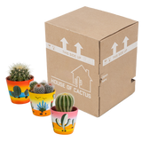 Bolcactus mix 8,5 cm | 3 stuks - in Mexicaanse pot