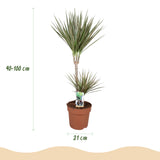 Green BoutiQ - Kamerplanten - Dracaena Marginata Bicolor - Drakenbloedboom - Weinig onderhoud - Groen - 1 Plant - met Potter Grijs - Pot 21cm - Hoogte 90-100cm