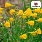 Narcisbollen Golden Bells — kleine gele narcis, 25 stuks