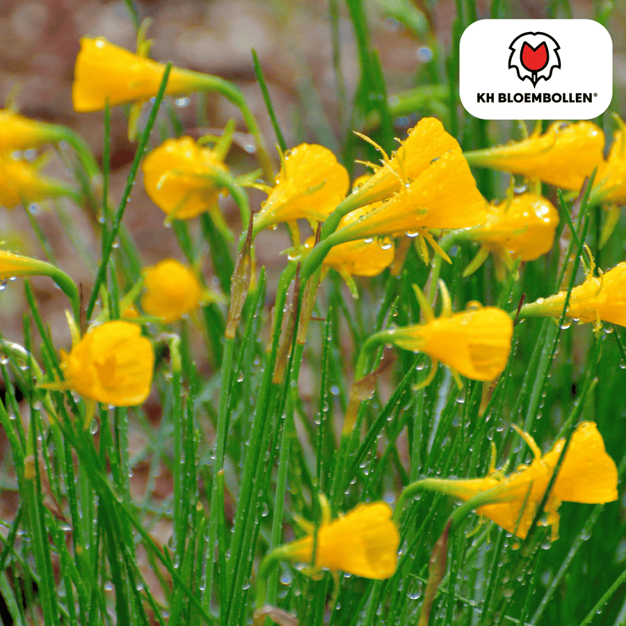 Narcisbollen Golden Bells — kleine gele narcis, 25 stuks