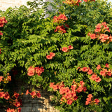 Green boutiQ - Klimplanten Rainbow - Clematis montana RubensHedera helix lonicera Goldflame Campsis madame Galen - Jaarrond kleur - 4 planten - Pot 11cm Hoogte 40cm
