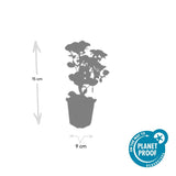 60x Sedum 'Herbstfreude' - ↕10-25cm - Ø9cm