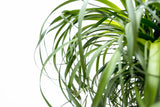 Beaucarnea XXL - 180cm - 180cm