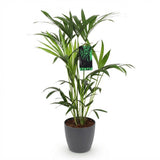Green boutiQ - Kamerplant - Howea Forsteriana - Kentia Palm - Weinig Onderhoud - Groen - 1 Plant - met Potter Grijs - Pot 19cm - Hoogte 80-85cm