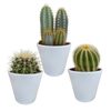 Cactus mix 8.5 cm - 3x - in witte pot