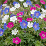 Green boutiQ - Vasteplant - Geranium Tricolour - Ooievaarsbek - Bodembedekkend - Paars - Roze - Wit - 24 Planten - Pot 11cm - Hoogte 15-25cm