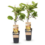 Green boutiQ - Fruitplant - Actinidia deliciosa Golden Kiwi - Kiwiplant - Vrouwelijk - Gele Vrucht - 2 Planten - Pot 15cm - Hoogte 50cm