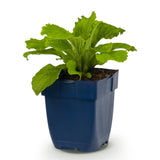 Green boutiQ - Vasteplant - Digitalis purp. Dalmatian White - Vingerhoedskruid - Schaduw - Wit - 1 Plant - Pot 11cm - Hoogte 15-25cm