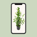 Ficus microcarpa Moclame - Ø21cm - ↕95cm