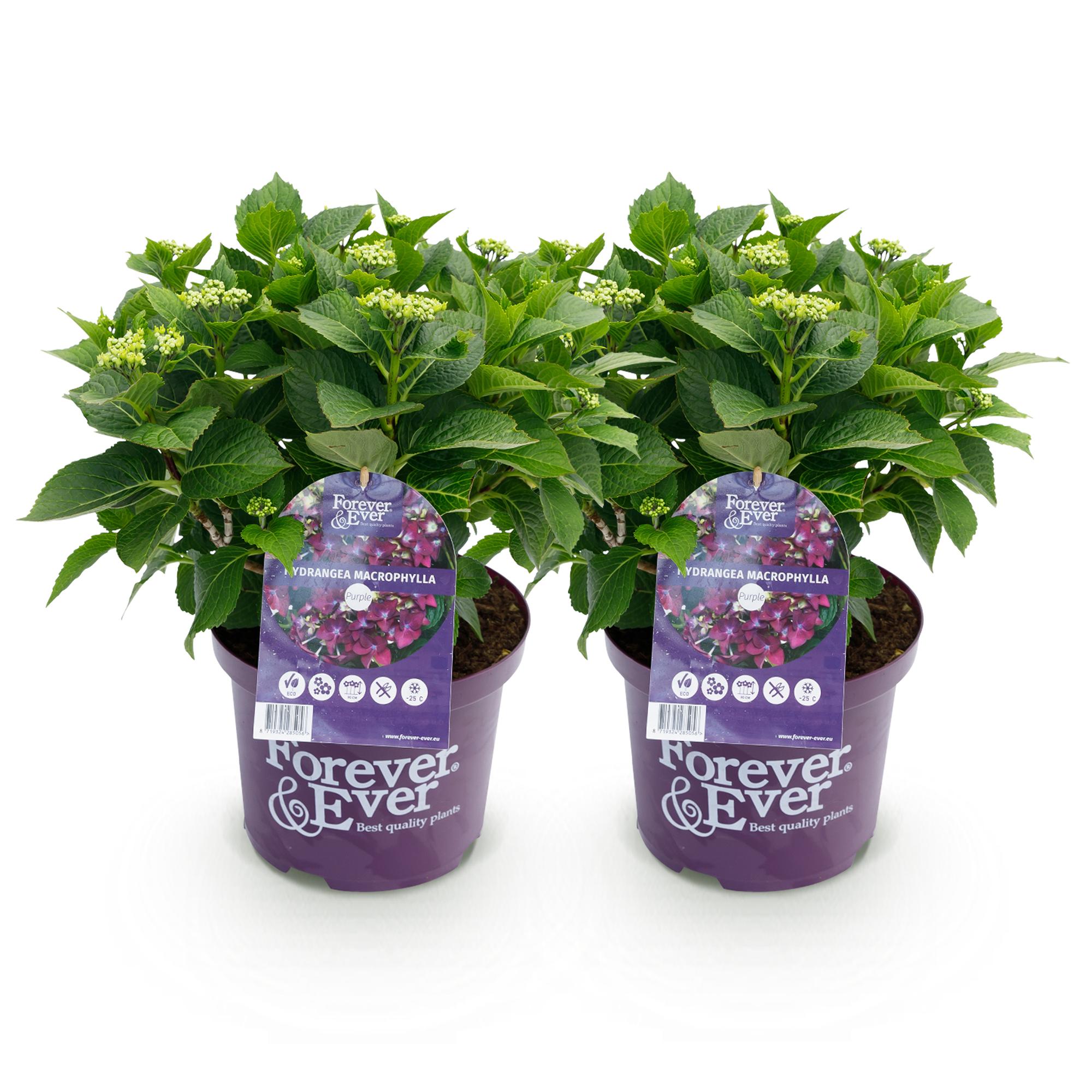 Green boutiQ - Terrasplant - Hortensia - Hydrangea Forever & Ever - Paars - 7-12 Bloemen - 2 Planten - Pot 23cm Hoogte 55cm