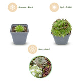 12x - Sempervivum Big Sam - Ø7cm - ↕10-12cm