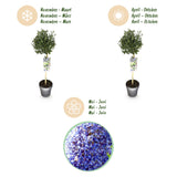 Green boutiQ - Plant op Stam - Ceanothus impressus Victoria - Terras Plant - Bladhoudend - Winterhard - Paarse Bloem - Pot 19cm Hoogte 90cm