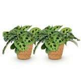 Green boutiQ - Kamerplant - Maranta Fascinator Kerchoveana - Zebraplant - Huisdiervriendelijke Plant - Groen - 2 Planten - met Mand - Pot 12cm - Hoogte 25cm