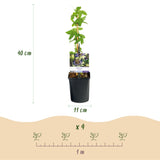 Green boutiQ - Passiebloem - Passiflora caerulea- Bloem Blauw met Groen Wit - Weinig onderhoud - 2 planten - Pot 11cm Hoogte 40cm