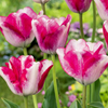 96x Tulipa Mata Hari - Mata Hari tulp - Roze en Wit - Voorjaarsbloeier - Bolmaat 11/12