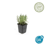 24x Lavandula ang. 'Munstead' - ↕10-25cm - Ø9cm