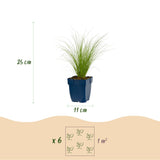 Green boutiQ - Grassen - Stipa tenuissima Ponytails - Vedergras - Groenblijvend - Groen - 24 Planten - Pot 11cm - Hoogte 15-25cm