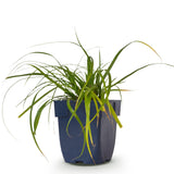 Green boutiQ - Grassen - Carex oshimensis Evergreen - Japanse Zegge - Groenblijvend - Groen - 1 Plant - Pot 11cm - Hoogte 15-25cm
