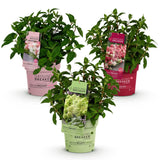 Green boutiQ - Tuinplant - Hydrangea panniculata Groundbreaker Blush -Greeny - Ruby - Pluimhortensia - Compact - Roze-Groen-Rood - 3 Planten - Pot 14cm - Hoogte 20-25cm