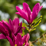 Green boutiQ - Heesters -Magnolia Susan- Bloemen Donker Roze - 1 plant - bladverliezend - weinig onderhoud - pot 17cm hoogte 45cm