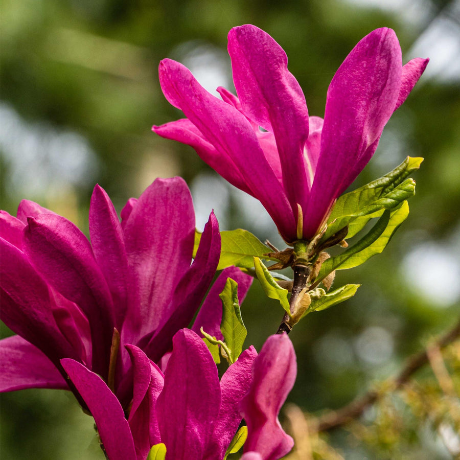 Magnolia Susan – 45 cm hoog (foto 5)