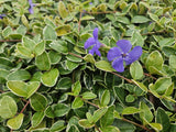 60x Vinca minor 'Argenteovariegata' - ↕10-25cm - Ø9cm