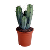 Myrtillocactus geometrizans 17 cm - zonder pot