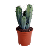 Myrtillocactus geometrizans 17 cm - zonder pot